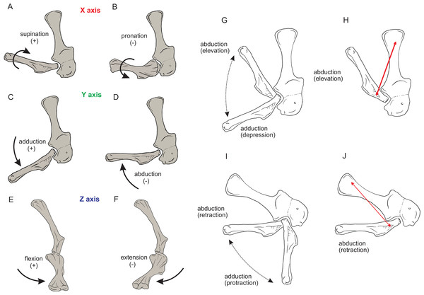 Joint axis nomenclature for the glenohumeral joint used in this study.