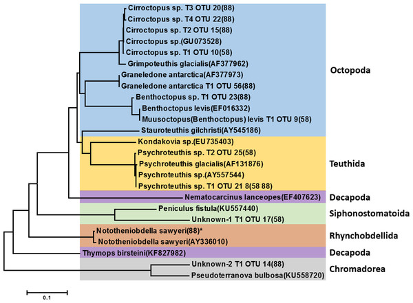 Phylogenetic tree of representative invertebrate operational taxonomic units (OTUs) identified from the stomach of Dissostichus mawsoni.