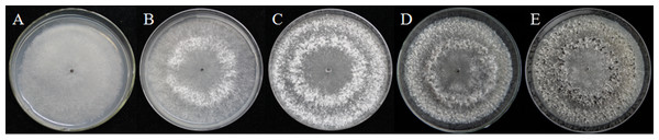 Morphological characteristics of isolates QY-6 on potato dextrose agar after incubation at 20 °C in the dark.