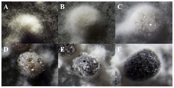 The formation of exudate droplets accompanying sclerotia development of Sclerotinia ginseng.