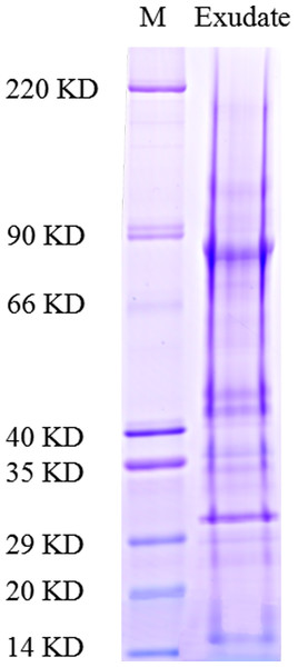 Functional classification of proteins identified in sclerotial exudates from Sclerotinia ginseng.