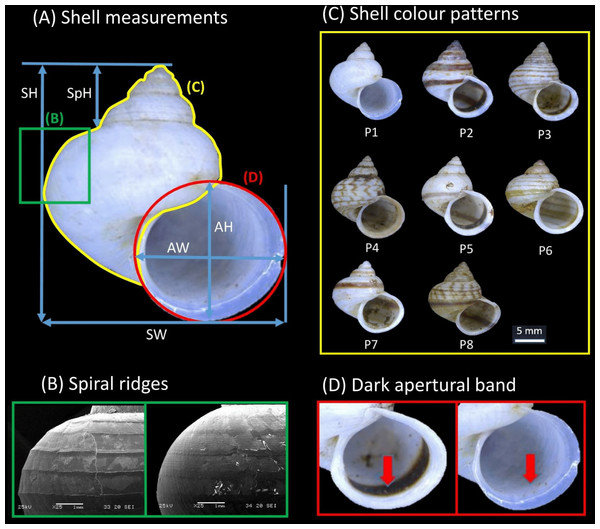 Qualitative and quantitative shell characters included in the study were assessed on the basis of the shell apertural view.