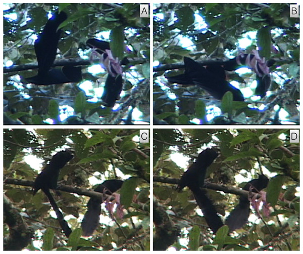 A. rothschildi inverted tail-fan and upright nape-peck with female interactive observation behavior.