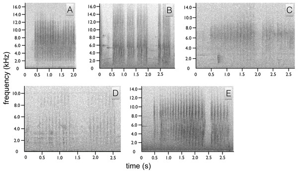 Spectrograms of Astrapia non-vocal wing sounds.