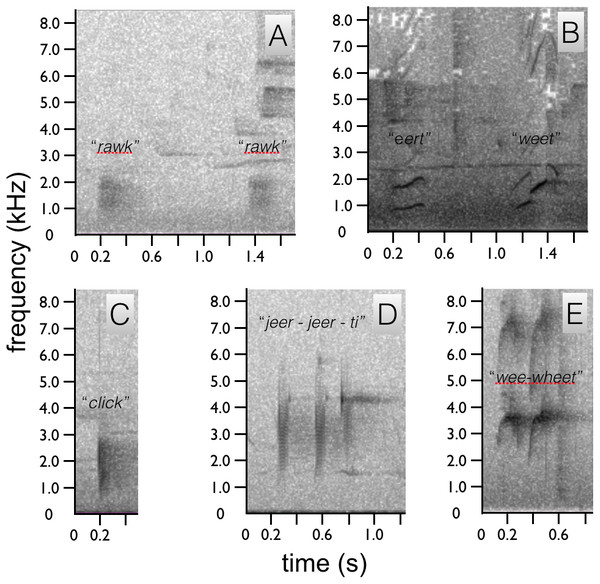 Spectrograms of Astrapia vocalizations.