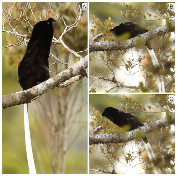 Upright sleeked posture and pre-copulatory nape-peck of A. mayeri.