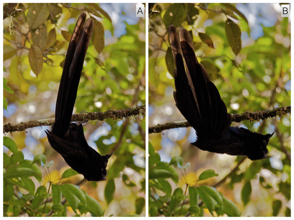 Inverted tail-fan display of A. nigra.