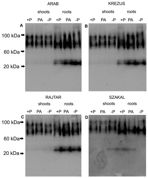 Profile of APase isoforms in crude protein extracts from shoots and roots.