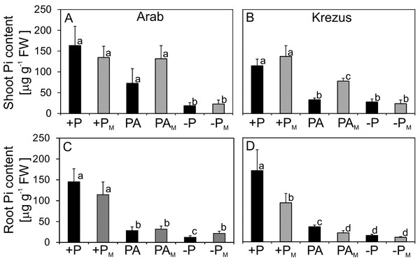 Inorganic phosphate (Pi) content in shoots (A–B) and roots (C–D) of plants treated (M) or not treated with AM fungi.