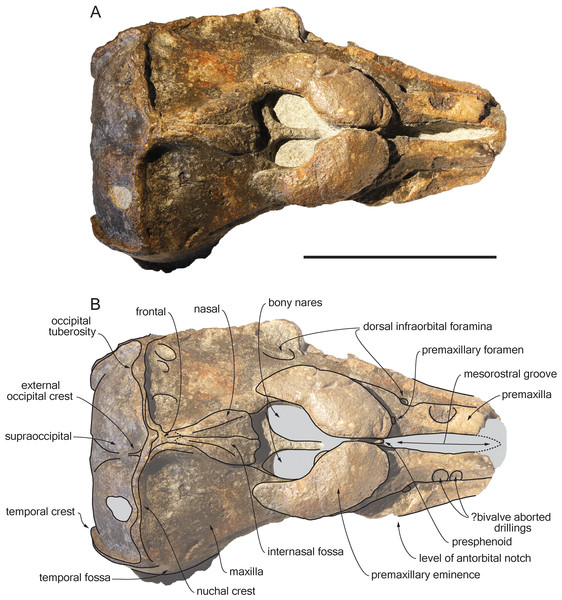 Dorsal view of the cranium of Scaldiporia vandokkumi.