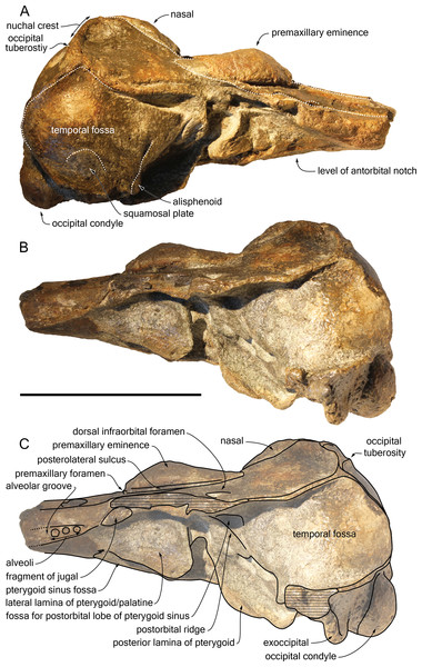 Lateral views of the cranium of Scaldiporia vandokkumi.