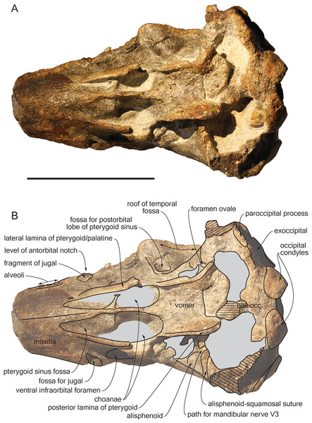 Ventral view of the cranium of Scaldiporia vandokkumi.