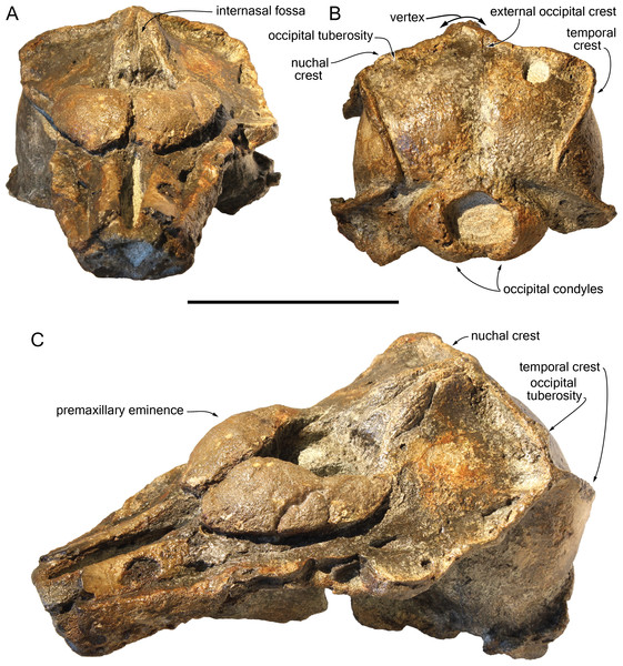 Additional views of the cranium of Scaldiporia vandokkumi.