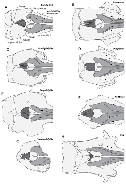 Comparison of the neurocranium of Scaldiporia vandokkumi with other inioids in dorsal view.