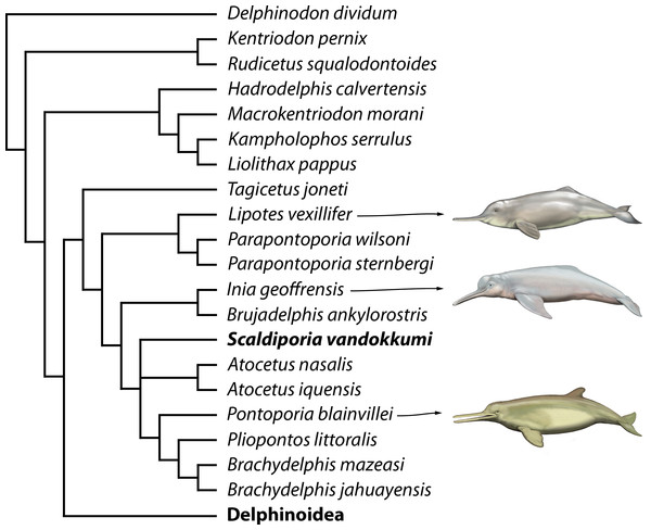 Phylogenetic relationships of Scaldiporia vandokkumi with other inioids.