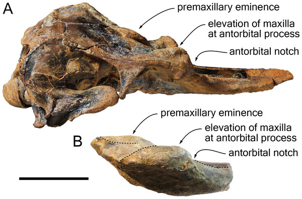 Comparison of the cranium for the pontoporiids Brachydelphis mazeasi and Protophocaena minima.