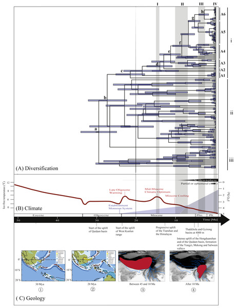 Biogeographical history of Rhacophorus.