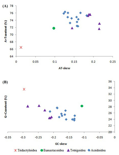 The A + T content vs AT-skew and G + C content vs GC-skew in Caelifera mitogenomes.