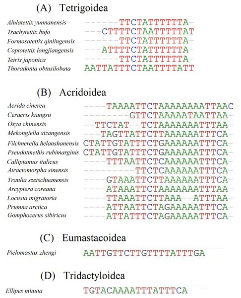 Alignments of the intergenic spacer between trnS(UCN) and nad1 genes in caeliferan mitogenomes.