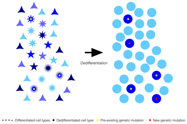 Generalized reduction in gene expression heterogeneity upon cell dedifferentiation might reduce genetic capacitance.