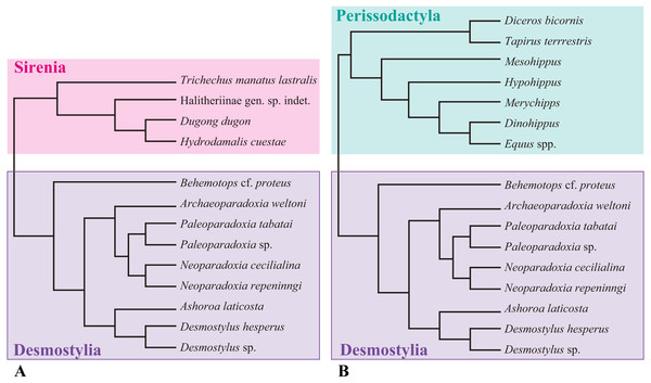 Composite cladogram showing the phylogenetic relationship among taxa examined in this study.