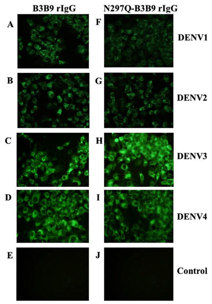 Immunofluorescence assay of B3B9 and N297Q-B3B9 rIgG against four DENV serotypes.