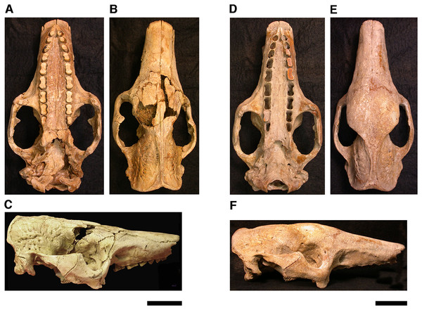 Photographs of skulls of Holmesina floridanus.