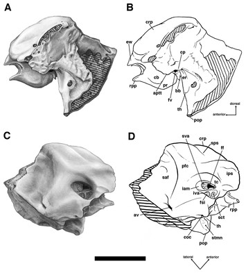 Cranial osteology of the pampathere Holmesina floridanus (Xenarthra ...