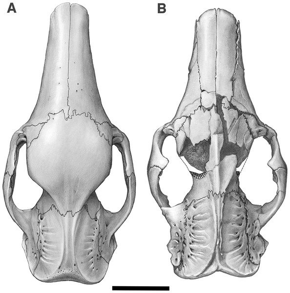 Skull of Holmesina floridanus in dorsal view.
