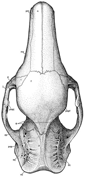 Reconstruction of the skull of Holmesina floridanus in dorsal view.