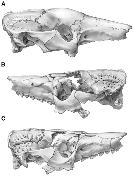 Skull of Holmesina floridanus in lateral view.