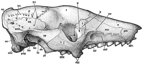 Reconstruction of the skull of Holmesina floridanus in right lateral view.
