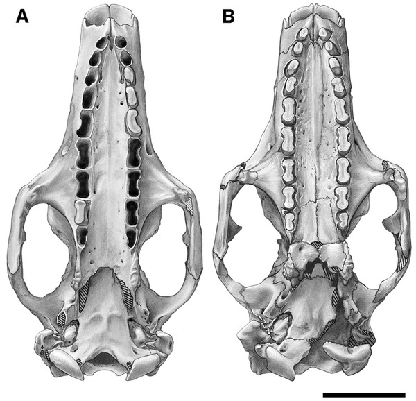 Skull of Holmesina floridanus in ventral view.