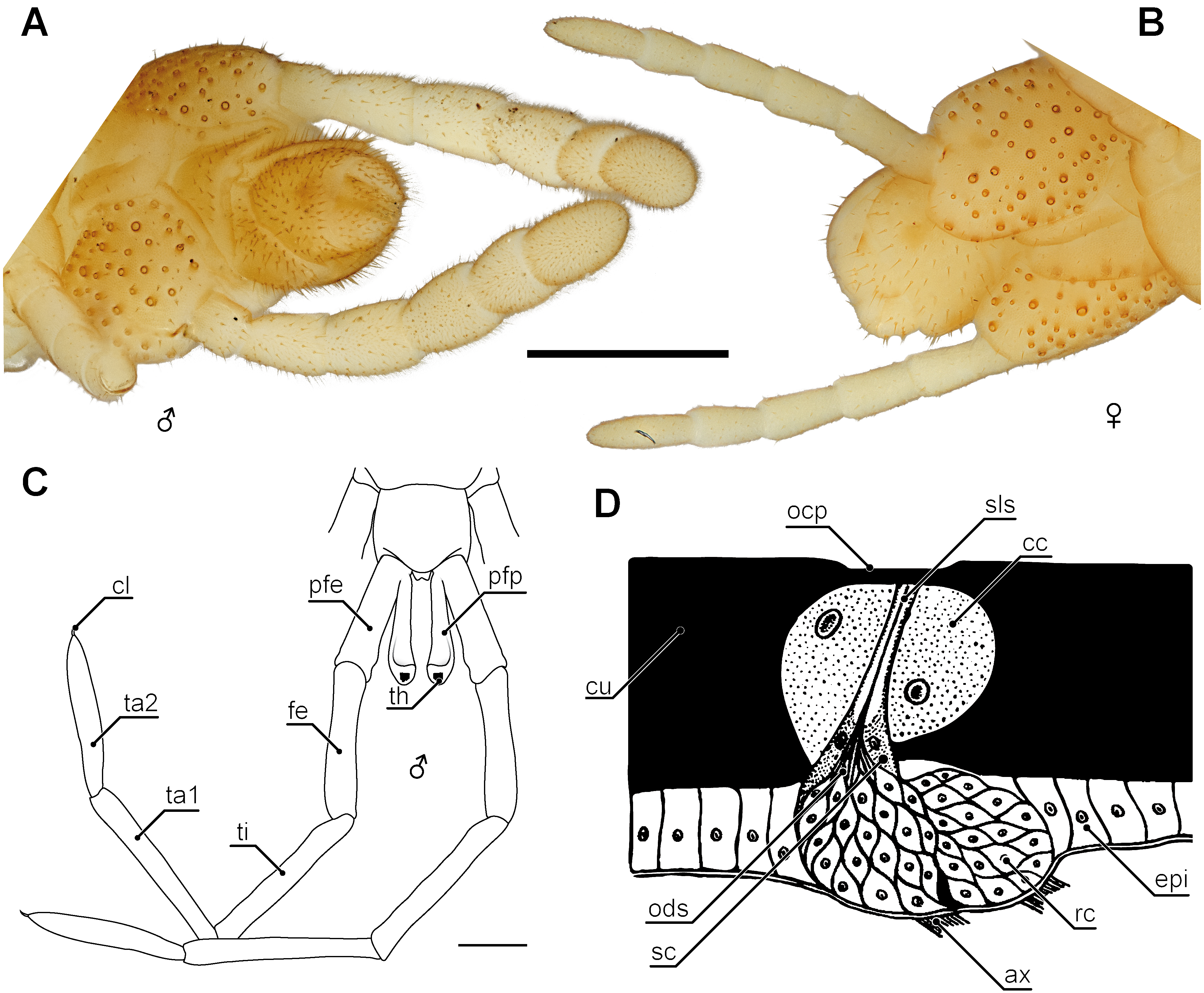 The ultimate legs of Chilopoda (Myriapoda) a review on their morphological disparity and functional variability PeerJ photo