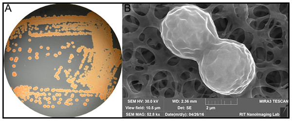 (A) Color/morphology of Rhodotorula mucilaginosa RIT389 grown on half-strength tryptic soy agar (B) Scanning electron microscopy of Rhodotorula mucilaginosa RIT389 at 52.8 K magnification.