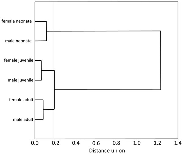Hierarchical tree produced agglomeration of size classes (neonates, juveniles and adults) and sex (female and male) of T. eques snakes in function of prey type consumed.