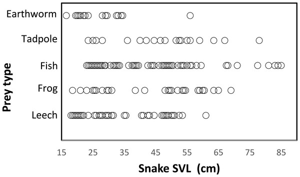 Relationship between prey type and snake size (SVL, cm) of T. eques in México.