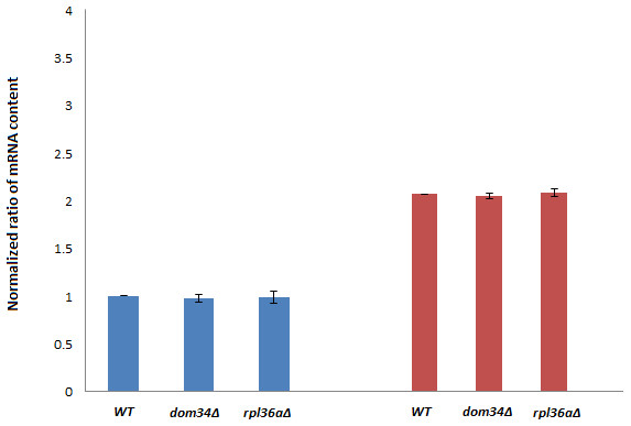 HSP82 RNA content analyses.