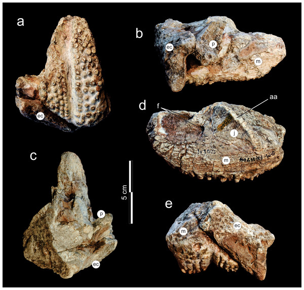 Supradapedon stockleyi, SAM-PK-11704 (holotype), skull fragment in (A) ventral; (B) medial; (C) dorsal; (D) lateral; and (E) caudal views.