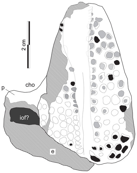 Supradapedon stockleyi, SAM-PK-11705 (holotype), interpretative drawing in ventral view.