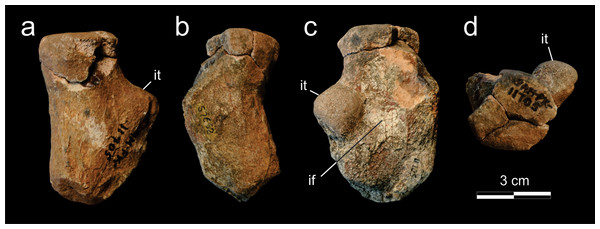 Supradapedon stockleyi, SAM-PK-11705, proximal portion of the right femur in a, dorsal; b, caudal; c, ventral; and d, proximal views.