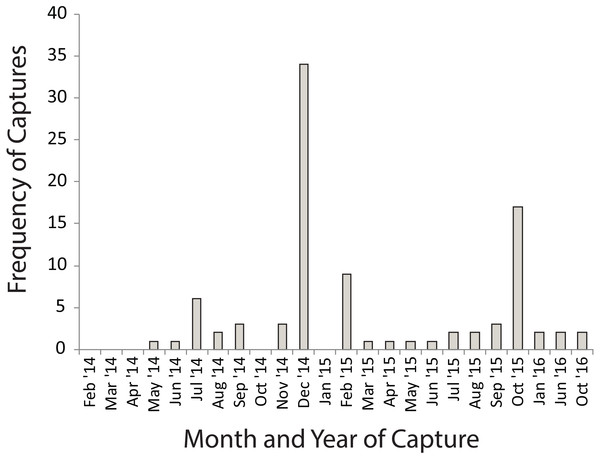 Numbers of Xenopus laevis caught per month in a pond other than the one in which they were marked.