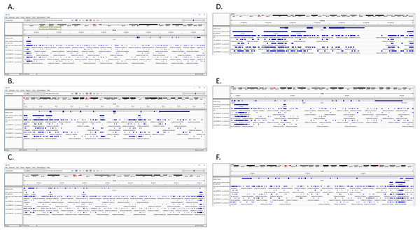 Comparison of merged BED of CD4+T samples and I-ATAC generated BED files.