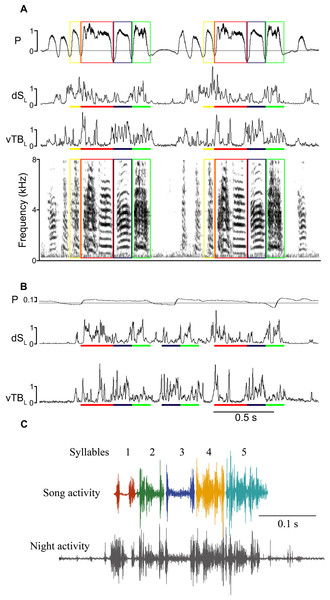 Song-like activation (SLA) of syringeal muscles occurs at night without sound generation.