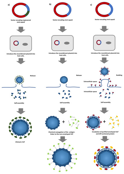 A schematic diagram of virus-like particles (VLPs) production using different approaches.