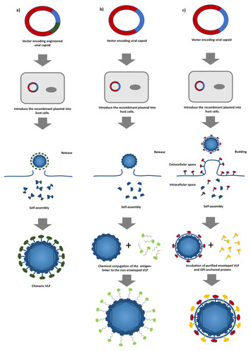 Virus like particles as a platform for cancer vaccine development [PeerJ]