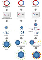 Virus like particles as a platform for cancer vaccine development [PeerJ]