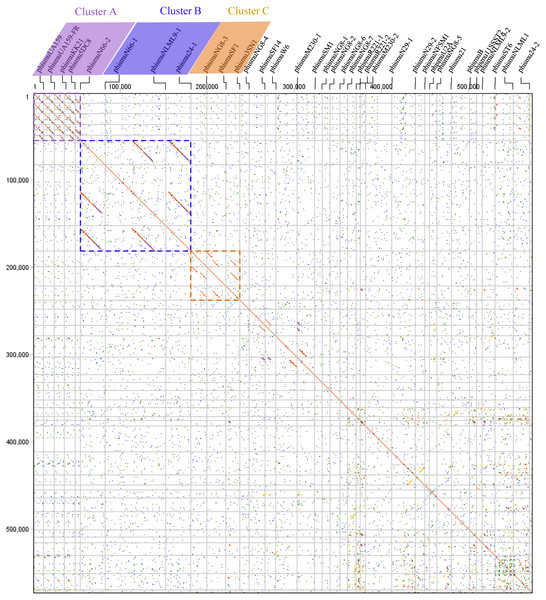 Dot plot matrix comparison calculated for the genomes of 35 Streptococcus mutans prophages.