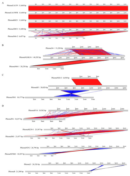 Genomic sequence comparison of S. mutans prophages.