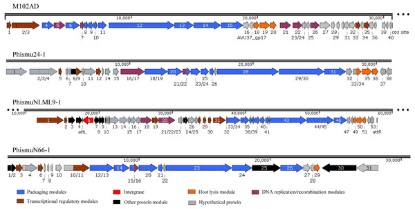 Genetic organization of the open reading frame (ORF) regions in the prophages M102AD, phismu24-1, phismuNLML9-1, and phismuN66-1.